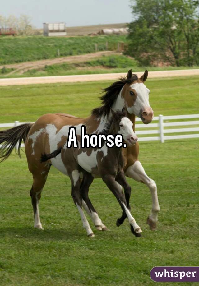 A horse. 