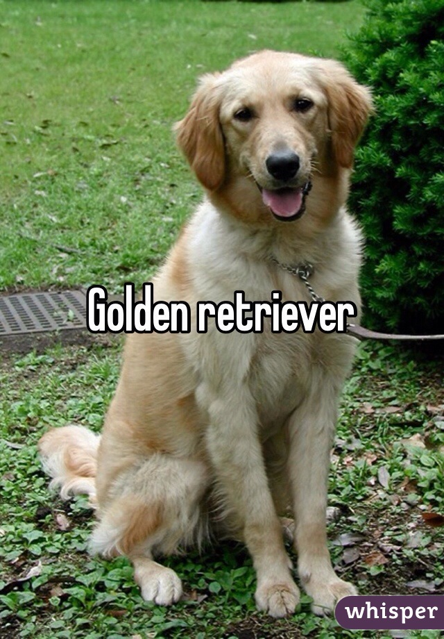 Golden retriever 