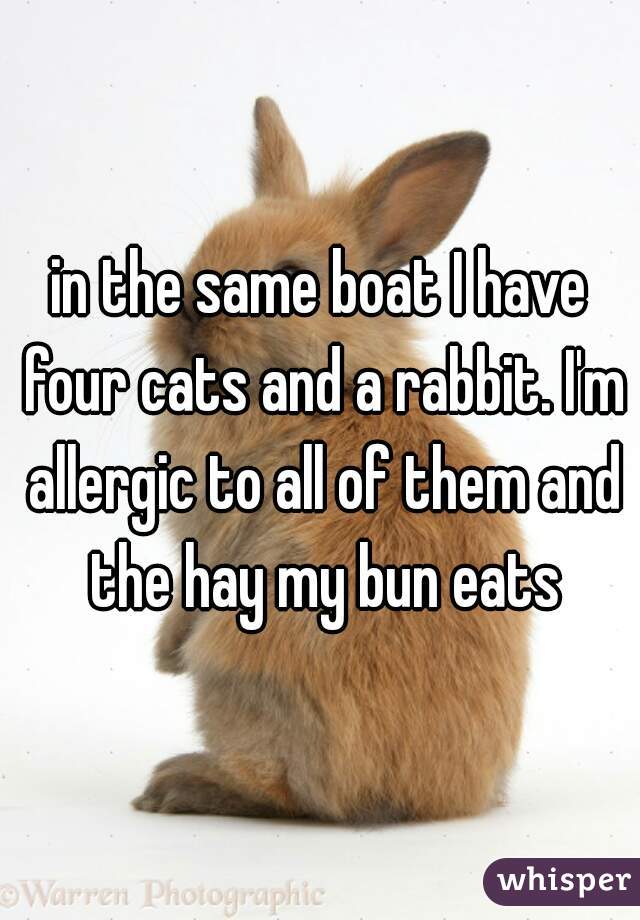 in the same boat I have four cats and a rabbit. I'm allergic to all of them and the hay my bun eats