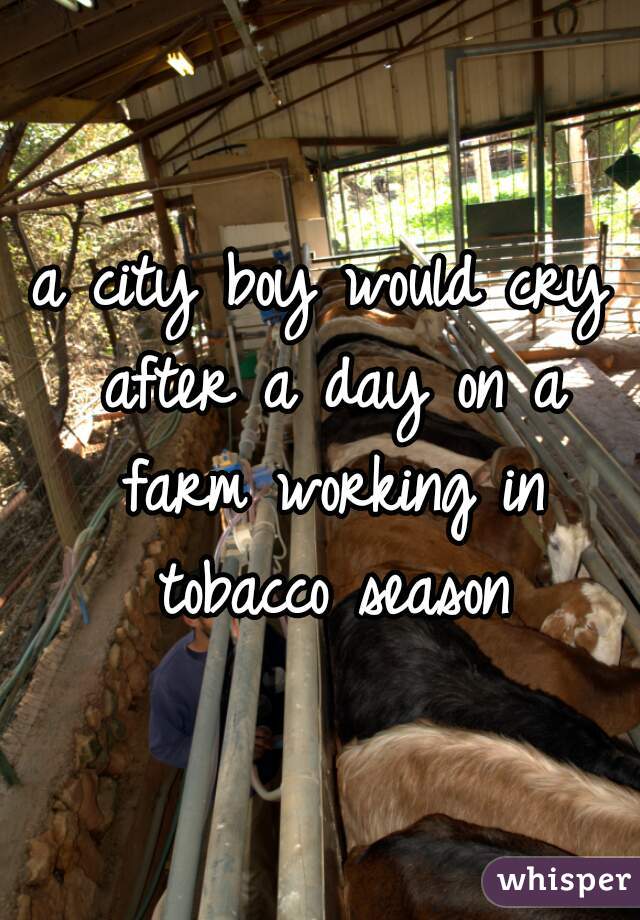 a city boy would cry after a day on a farm working in tobacco season