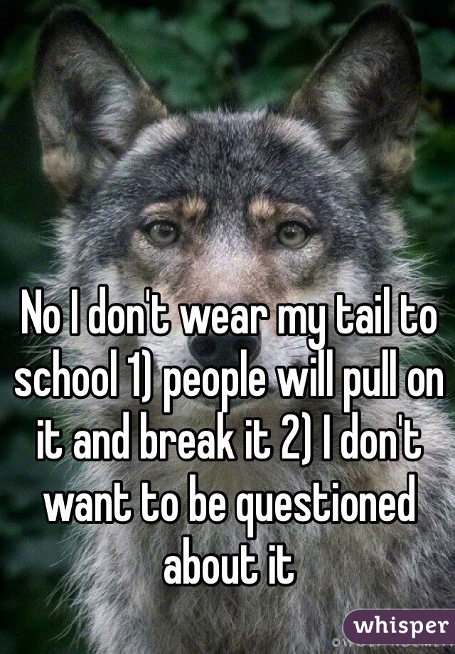 No I don't wear my tail to school 1) people will pull on it and break it 2) I don't want to be questioned about it 