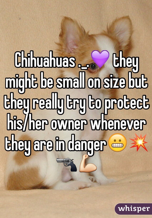 Chihuahuas ._.💜 they might be small on size but they really try to protect his/her owner whenever they are in danger😬💥🔫💪