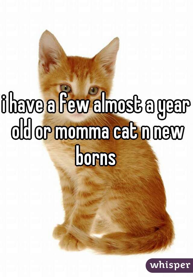 i have a few almost a year old or momma cat n new borns 
