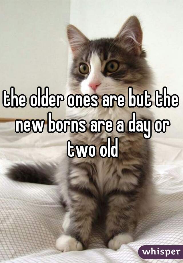 the older ones are but the new borns are a day or two old
