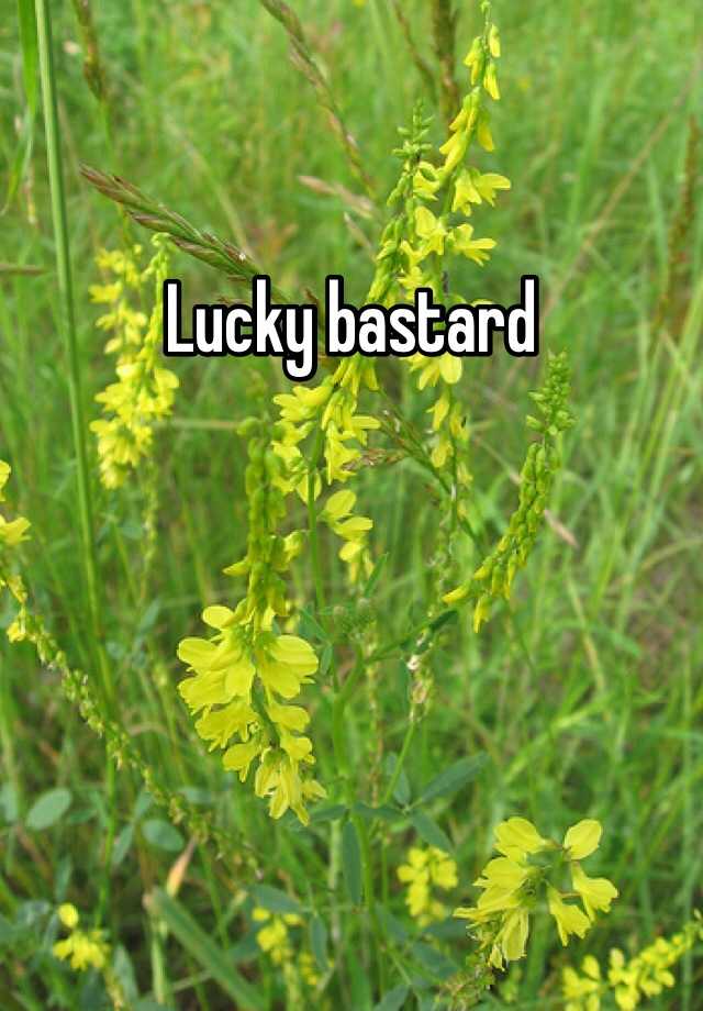 lucky-bastard