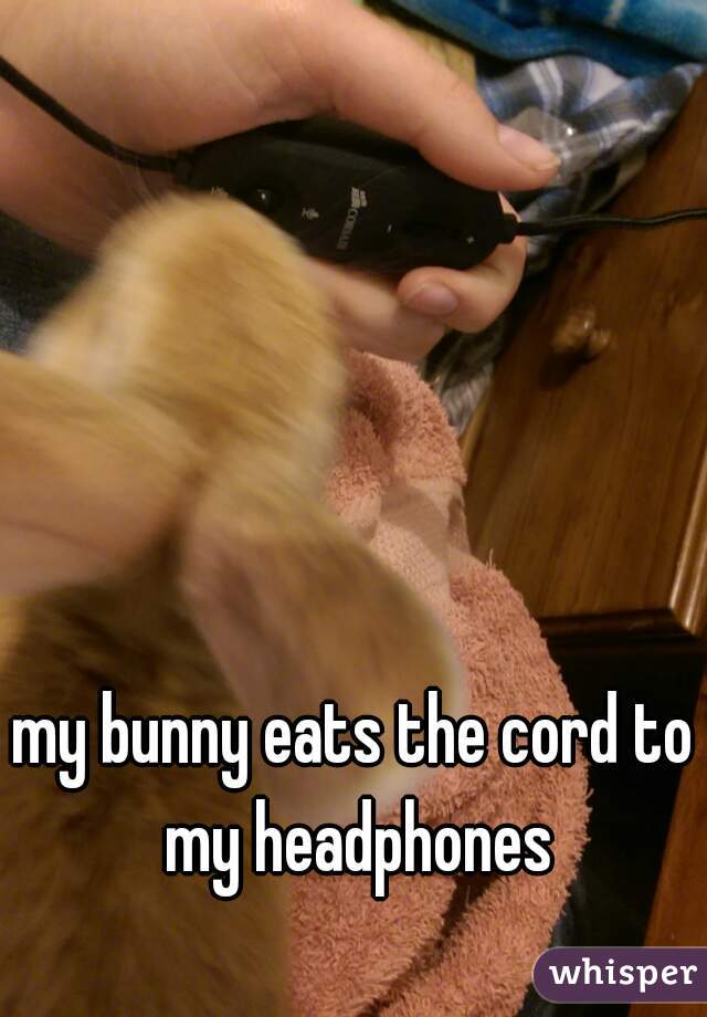 my bunny eats the cord to my headphones