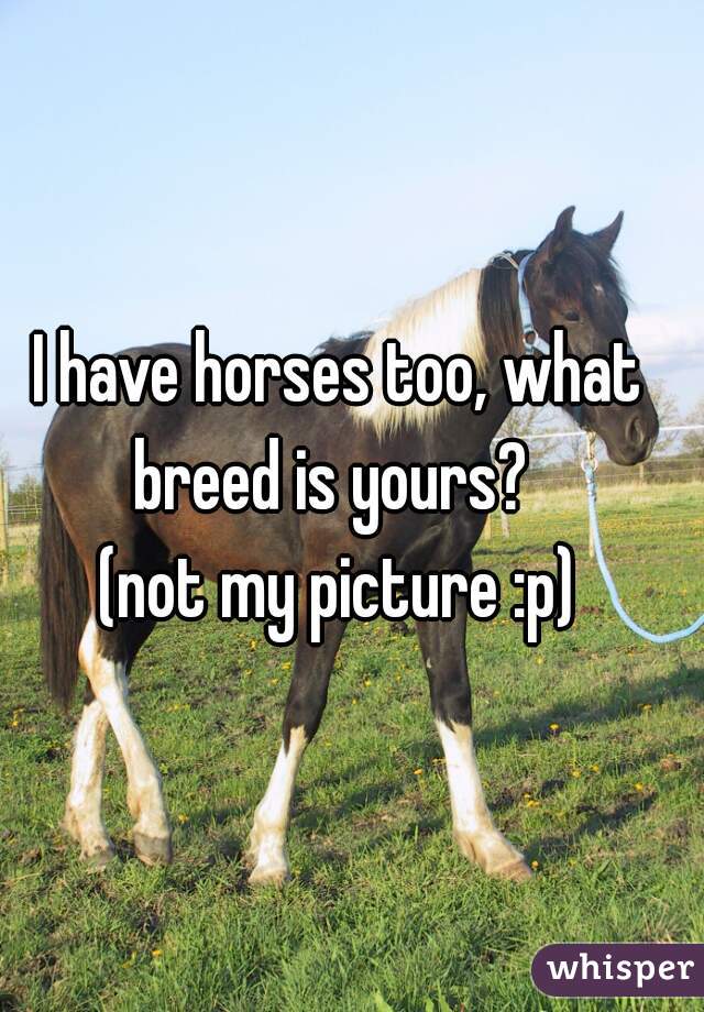 I have horses too, what breed is yours?  
(not my picture :p)