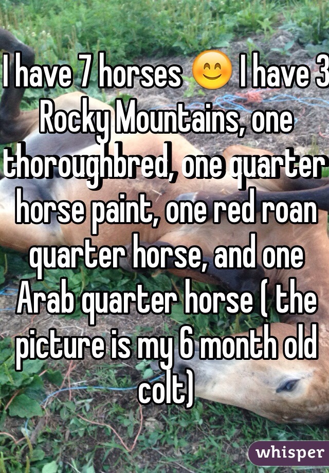 I have 7 horses 😊 I have 3 Rocky Mountains, one thoroughbred, one quarter horse paint, one red roan quarter horse, and one Arab quarter horse ( the picture is my 6 month old colt)
