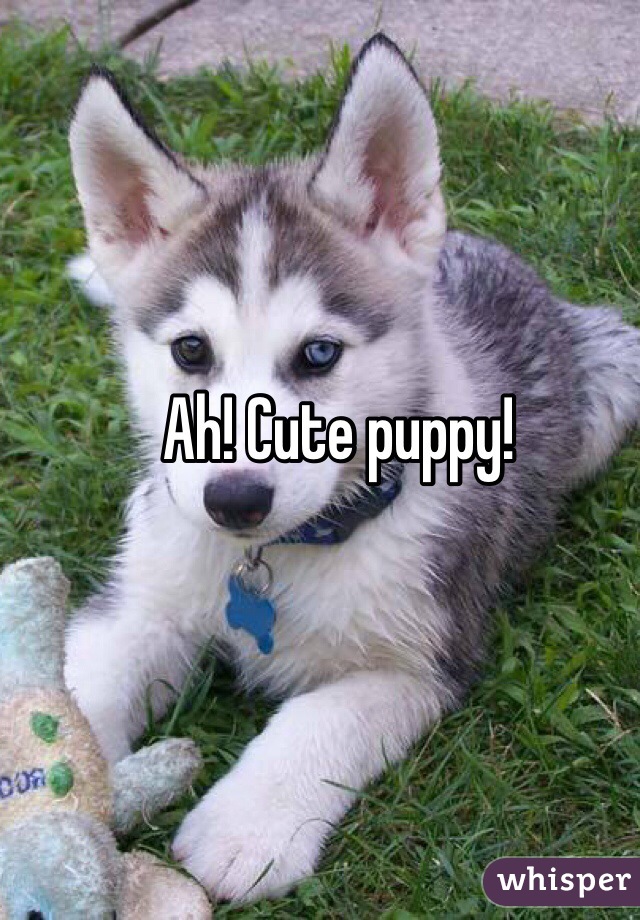 Ah! Cute puppy! 