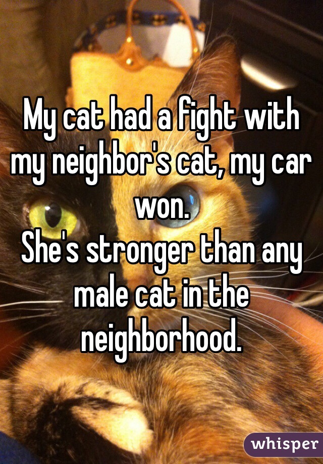 My cat had a fight with my neighbor's cat, my car won.
She's stronger than any male cat in the neighborhood.   