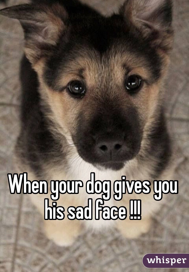 When your dog gives you his sad face !!!