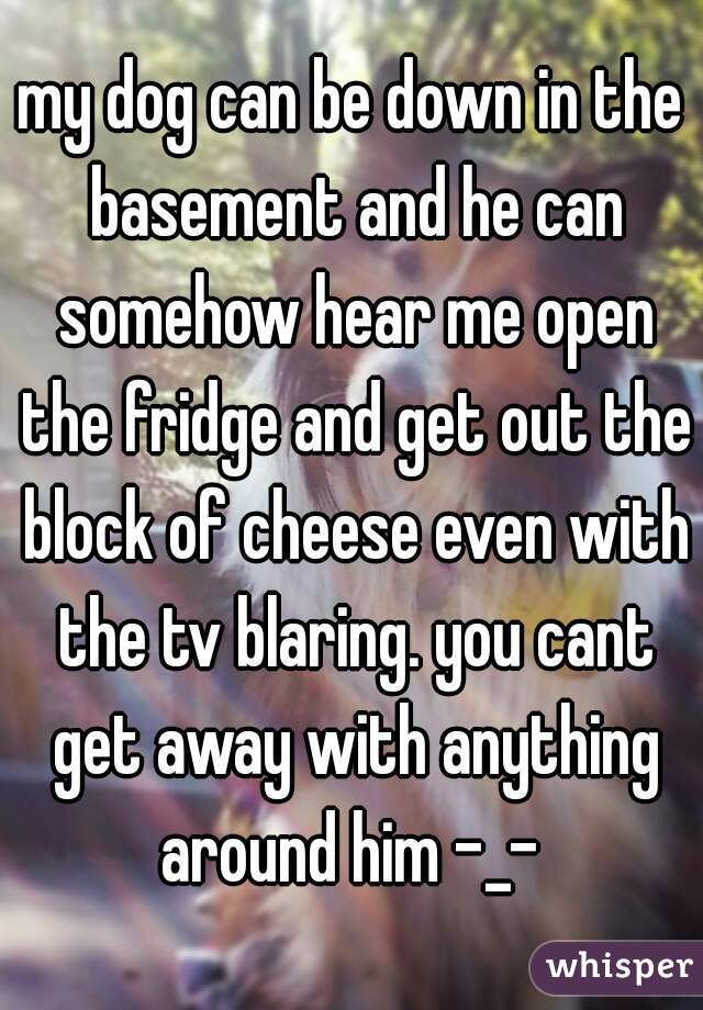 my dog can be down in the basement and he can somehow hear me open the fridge and get out the block of cheese even with the tv blaring. you cant get away with anything around him -_- 