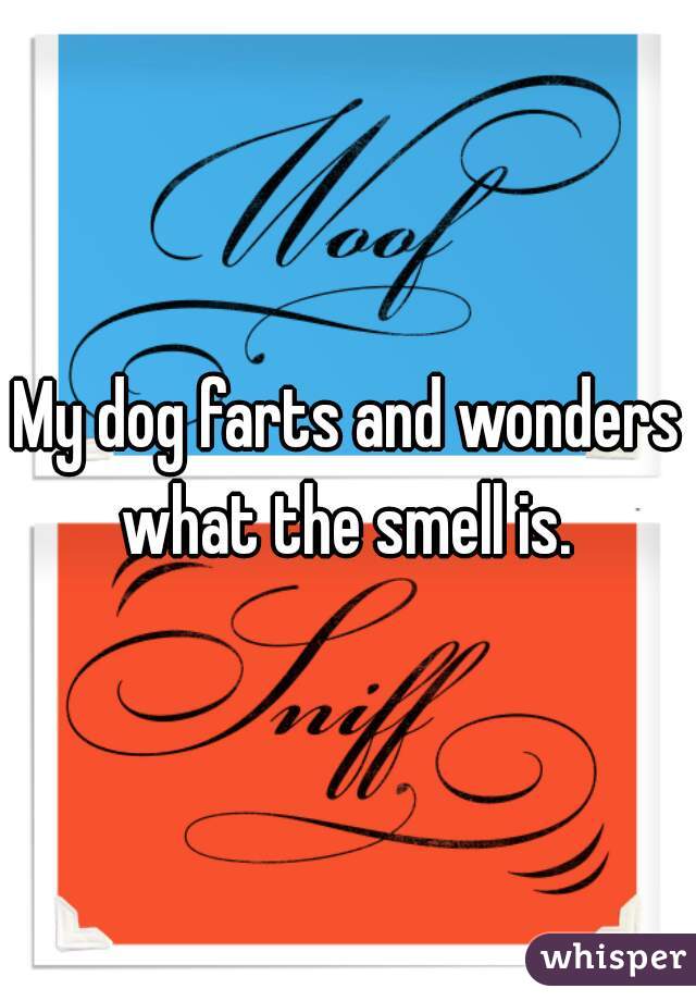 My dog farts and wonders what the smell is. 