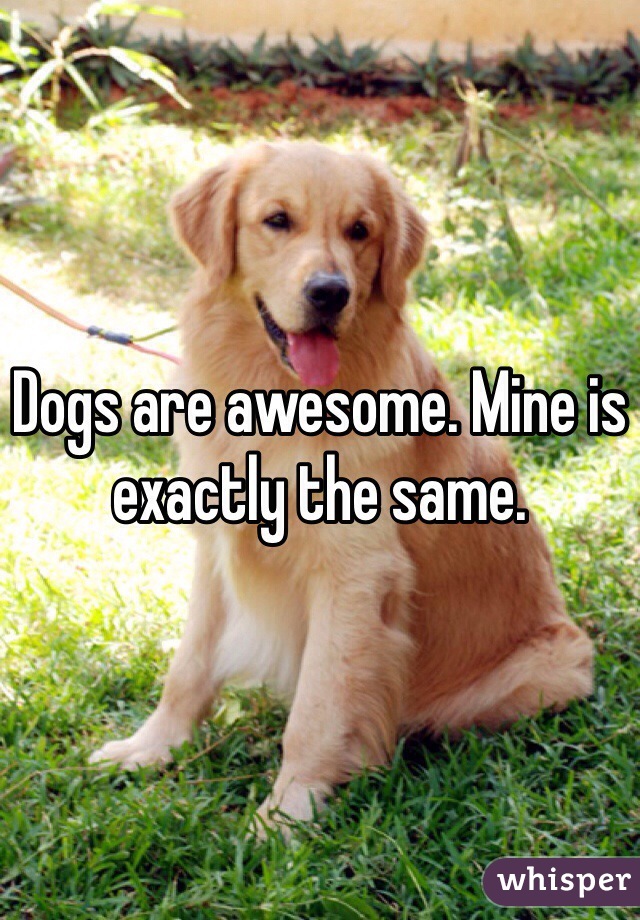 Dogs are awesome. Mine is exactly the same. 