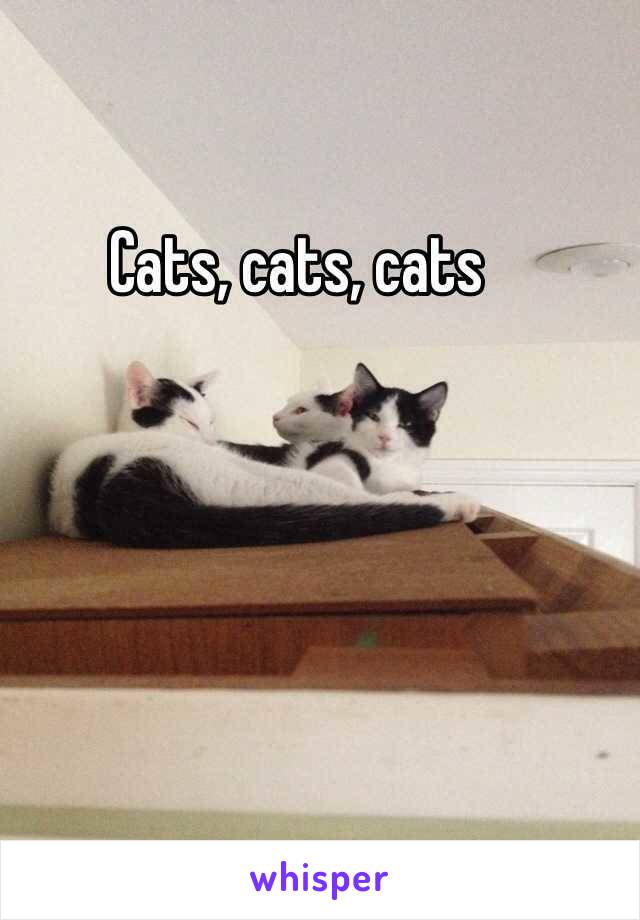 Cats, cats, cats