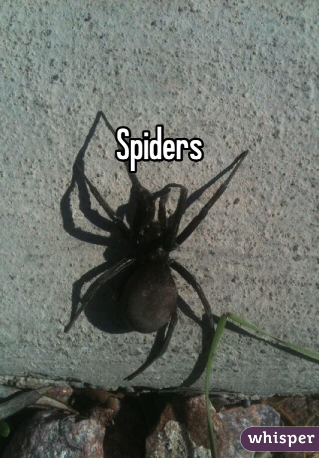 Spiders 