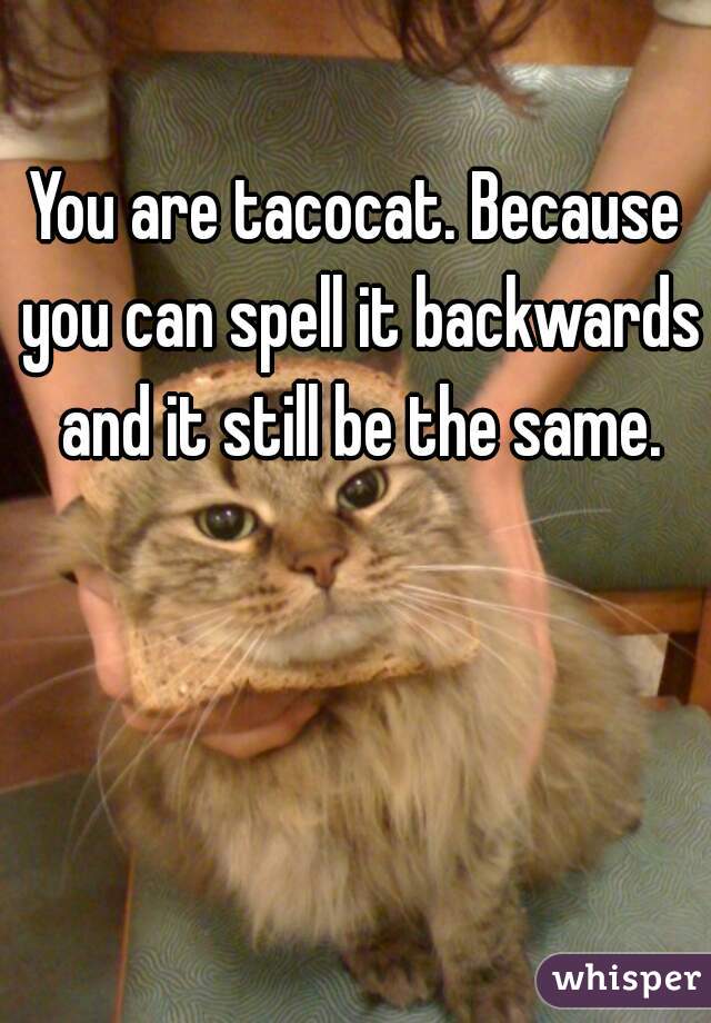 You are tacocat. Because you can spell it backwards and it still be the same.