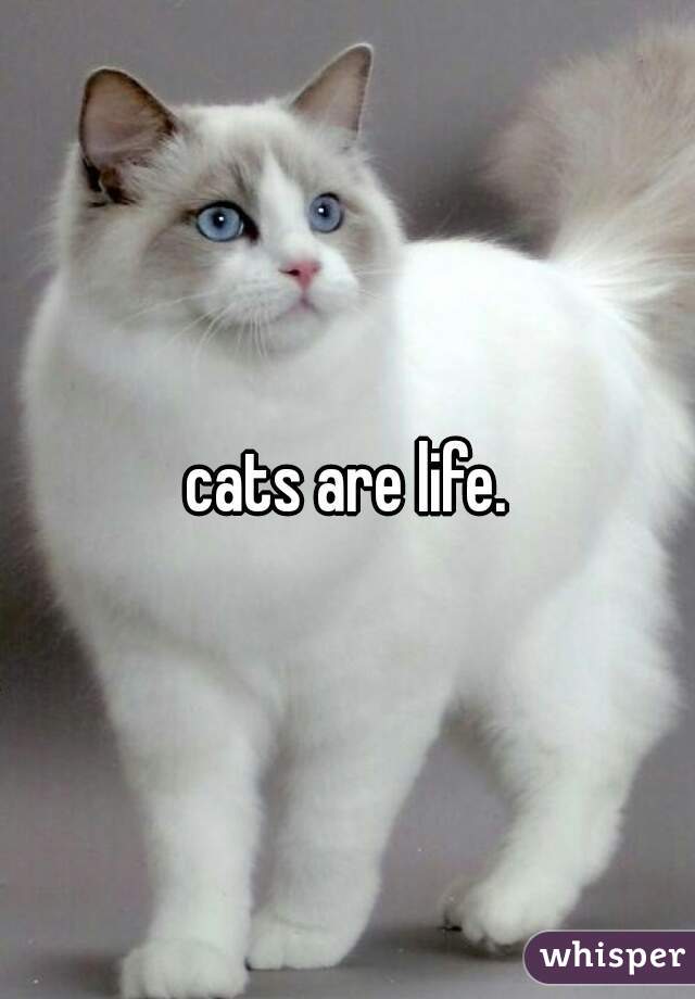cats are life.