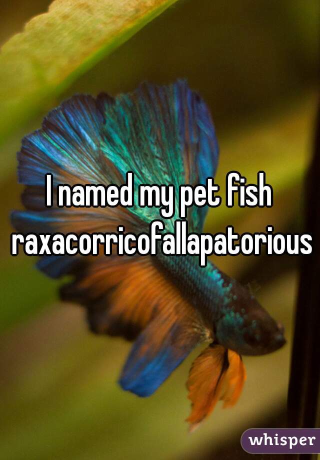 I named my pet fish raxacorricofallapatorious