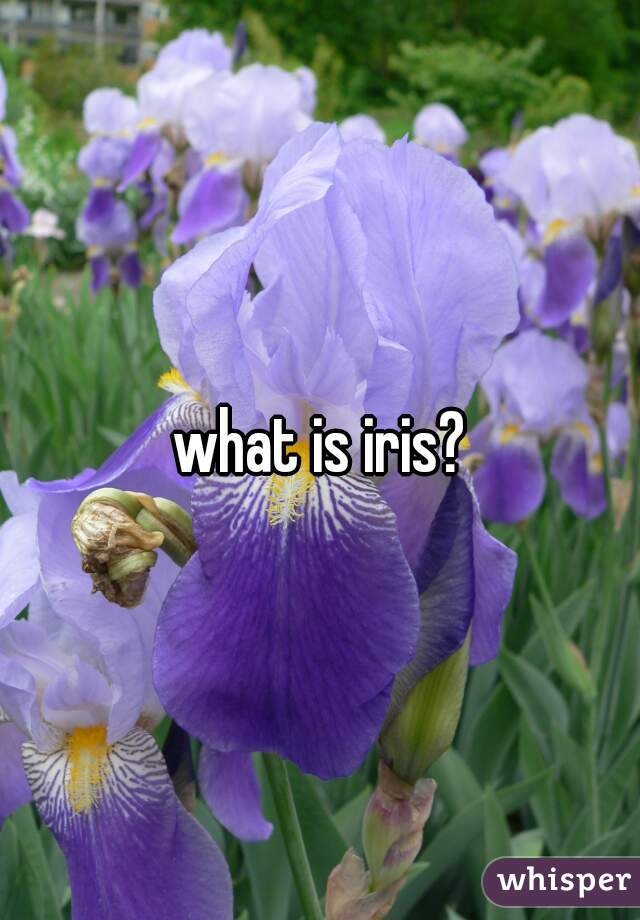 what is iris?