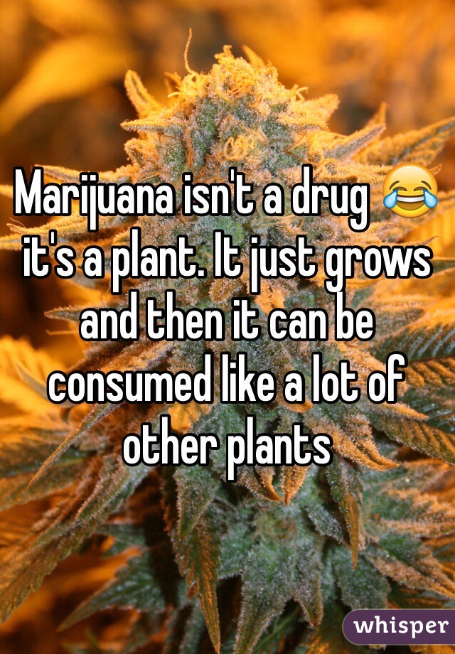 Marijuana isn't a drug 😂 it's a plant. It just grows and then it can be consumed like a lot of other plants 