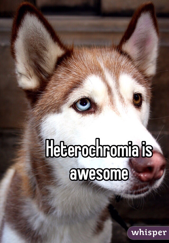 Heterochromia is awesome