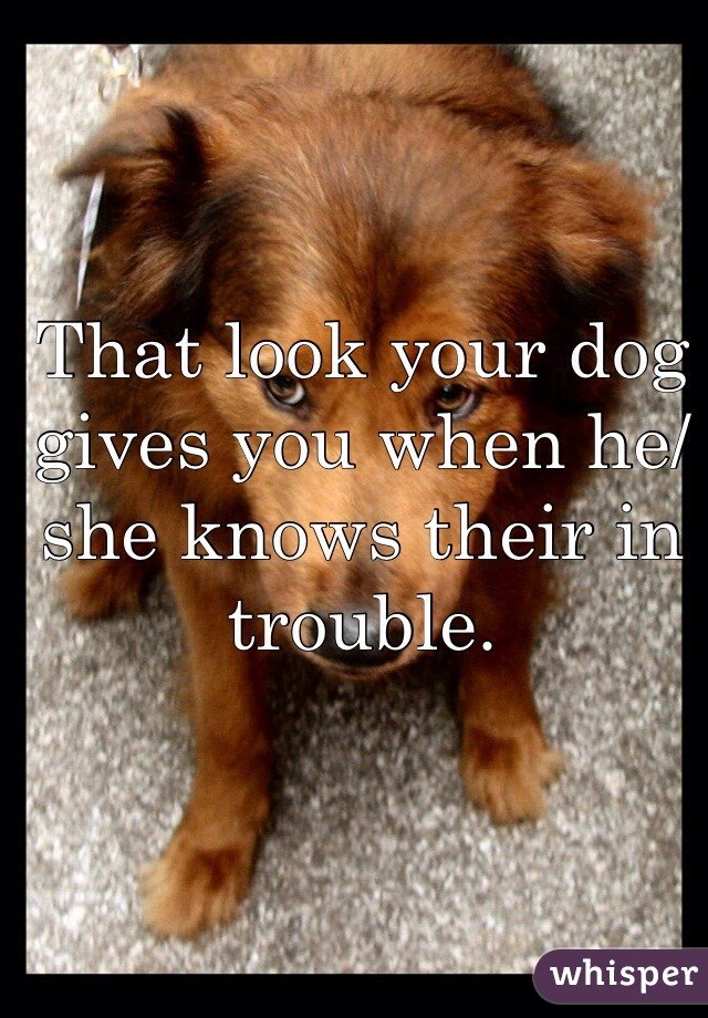 That look your dog gives you when he/she knows their in trouble. 
