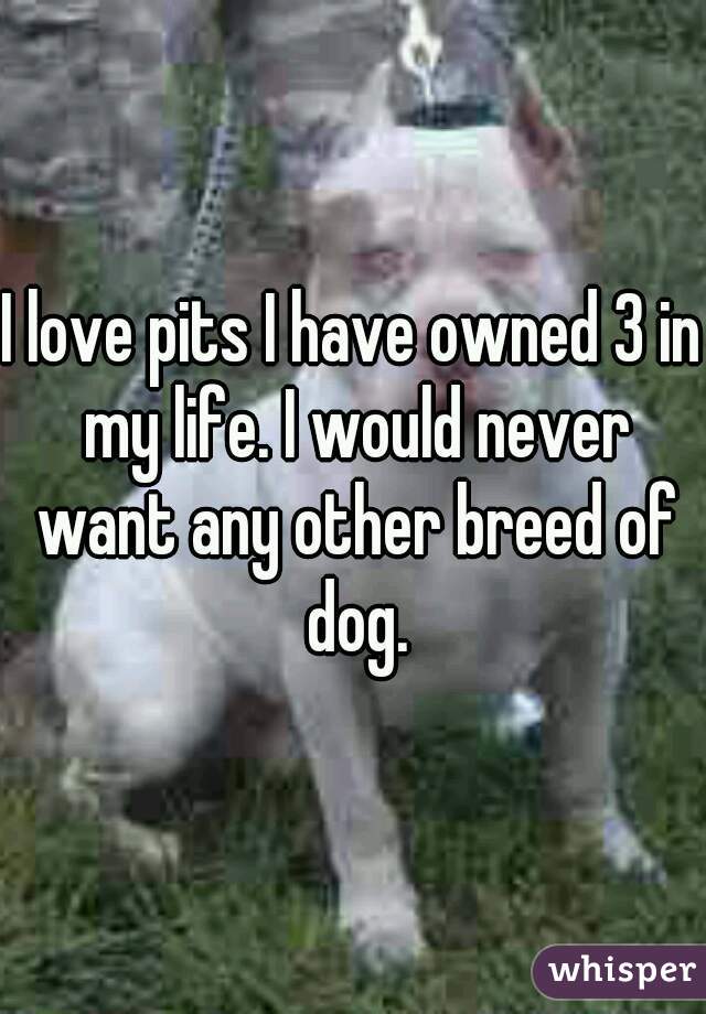 I love pits I have owned 3 in my life. I would never want any other breed of dog.