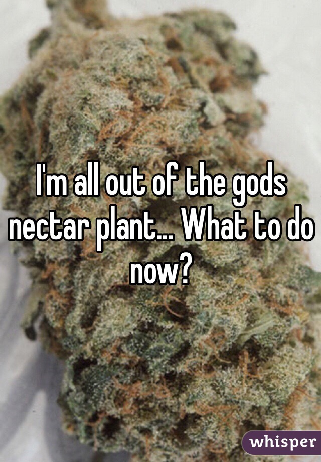 I'm all out of the gods nectar plant... What to do now? 