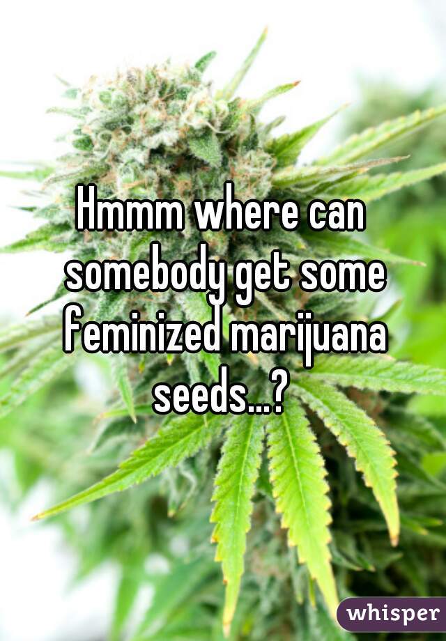 Hmmm where can somebody get some feminized marijuana seeds...? 