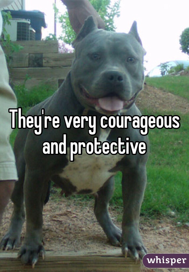 They're very courageous and protective