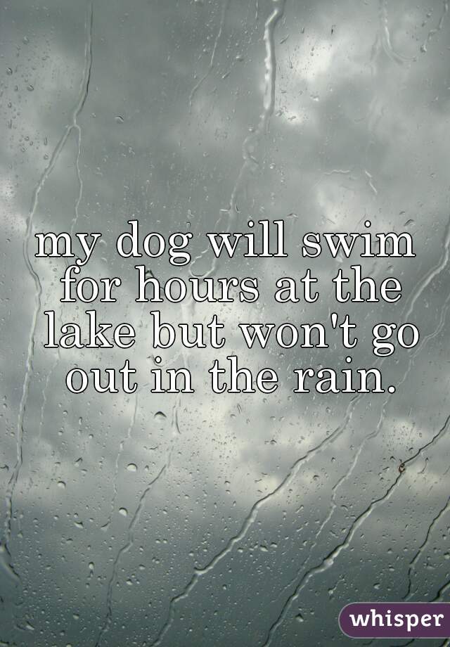 my dog will swim for hours at the lake but won't go out in the rain.