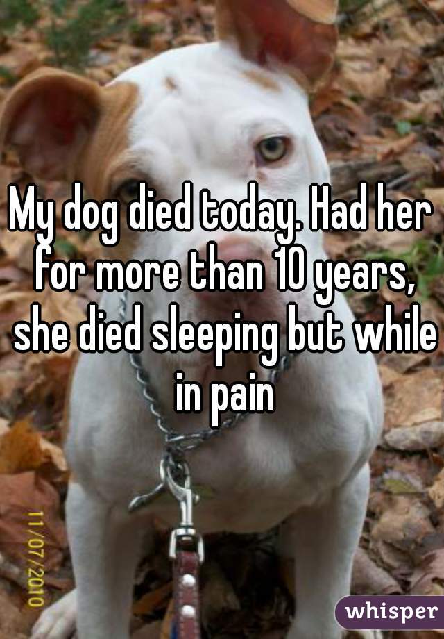My dog died today. Had her for more than 10 years, she died sleeping but while in pain
