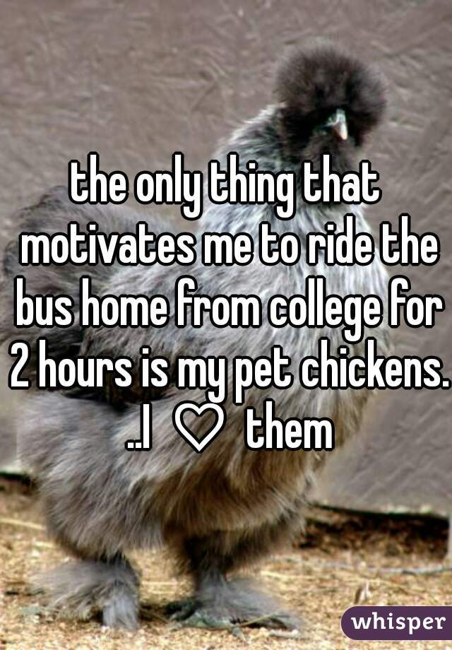 the only thing that motivates me to ride the bus home from college for 2 hours is my pet chickens. ..I ♡ them