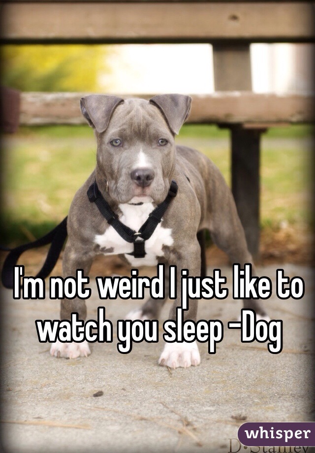 I'm not weird I just like to watch you sleep -Dog