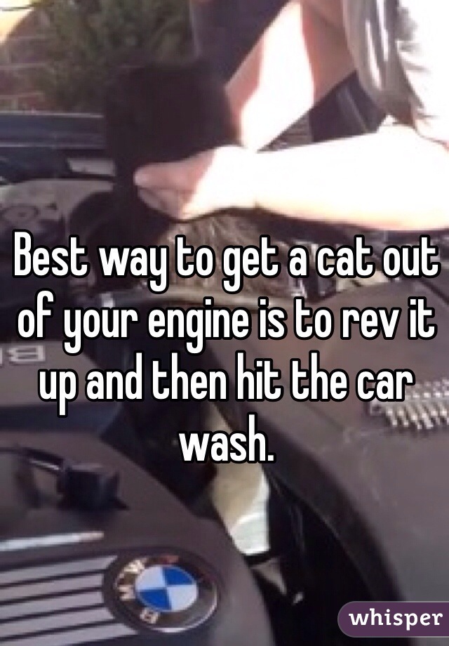 Best way to get a cat out of your engine is to rev it up and then hit the car wash. 