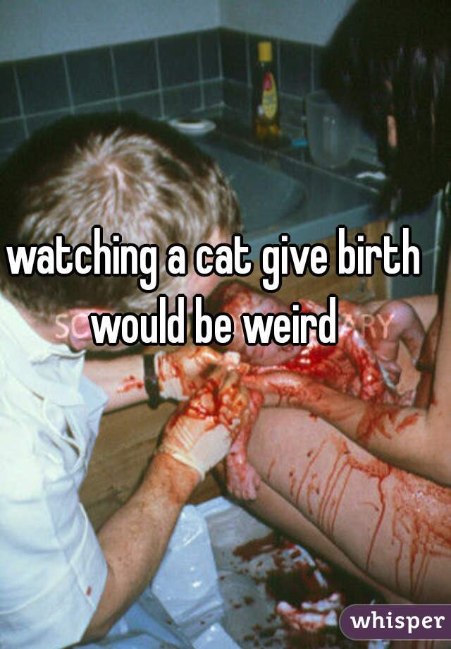 watching a cat give birth would be weird 