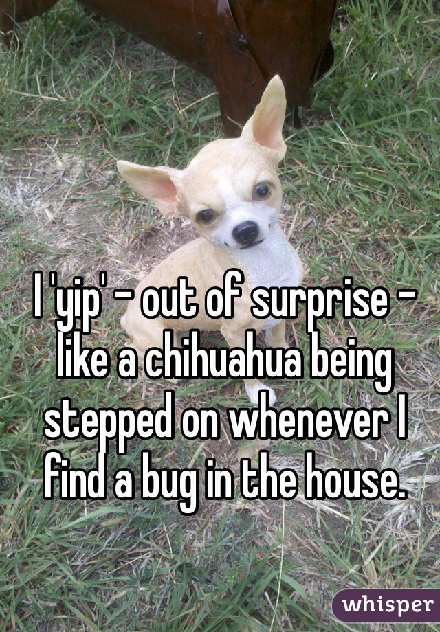 I 'yip' - out of surprise - like a chihuahua being stepped on whenever I find a bug in the house.