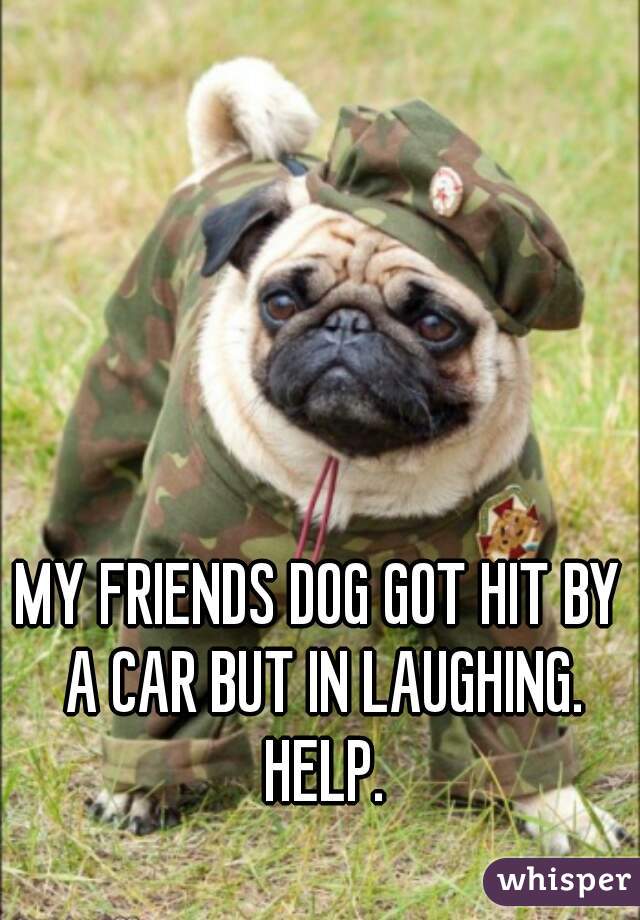 MY FRIENDS DOG GOT HIT BY A CAR BUT IN LAUGHING. HELP.