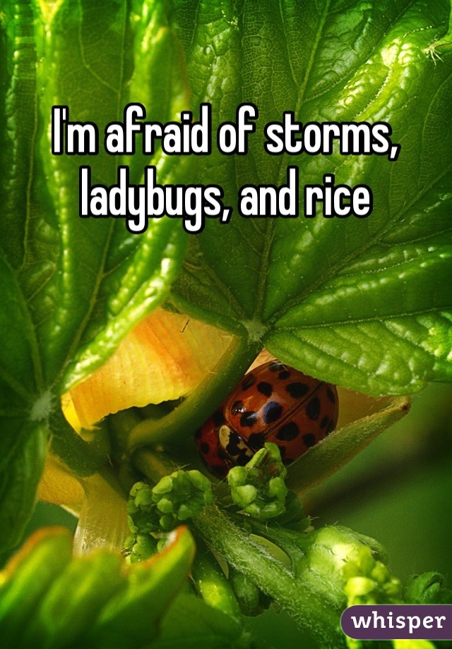 I'm afraid of storms, ladybugs, and rice