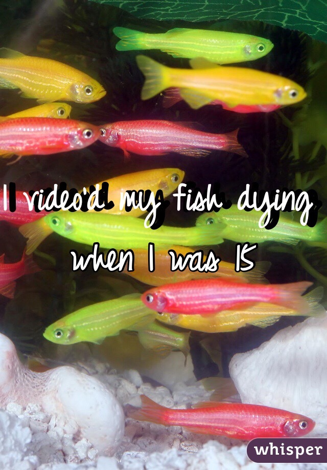 I video'd my fish dying when I was 15