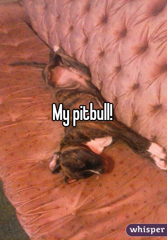 My pitbull!
