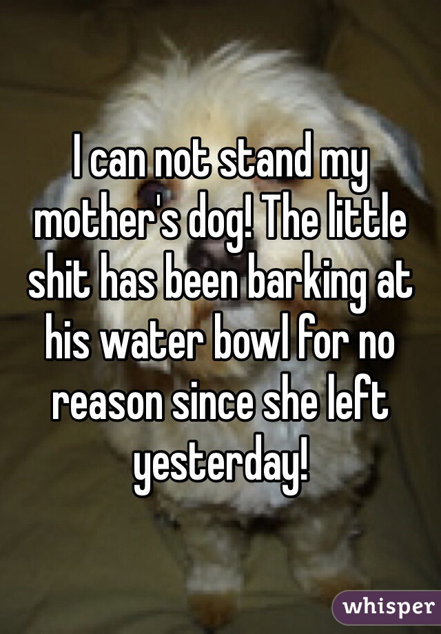 I can not stand my mother's dog! The little shit has been barking at his water bowl for no reason since she left yesterday!