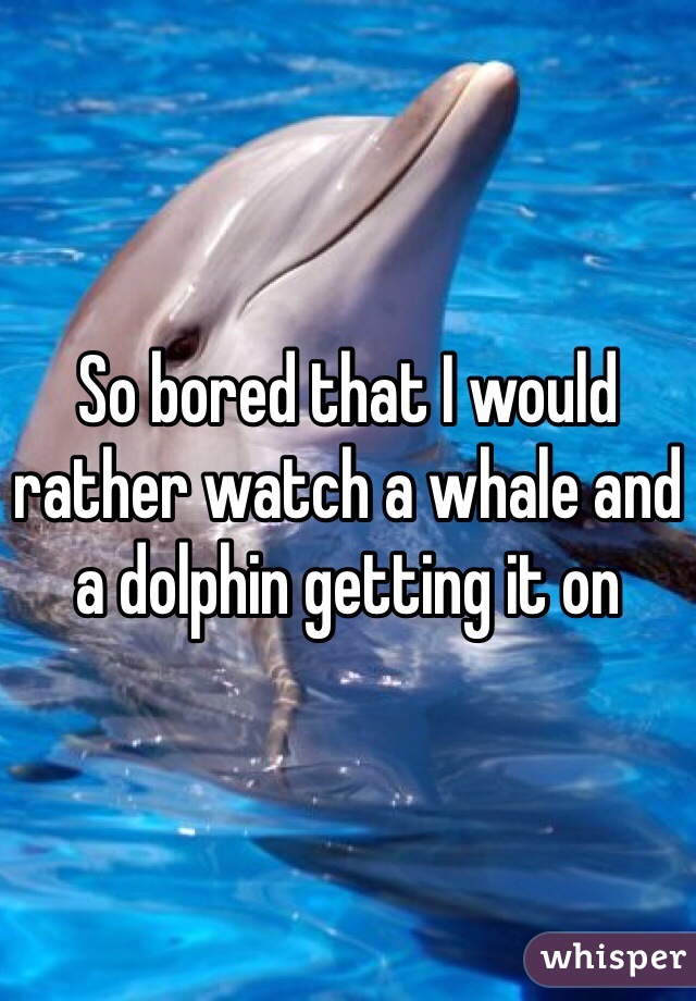 So bored that I would rather watch a whale and a dolphin getting it on