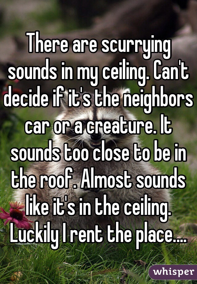 There are scurrying sounds in my ceiling. Can't decide if it's the neighbors car or a creature. It sounds too close to be in the roof. Almost sounds like it's in the ceiling. Luckily I rent the place....