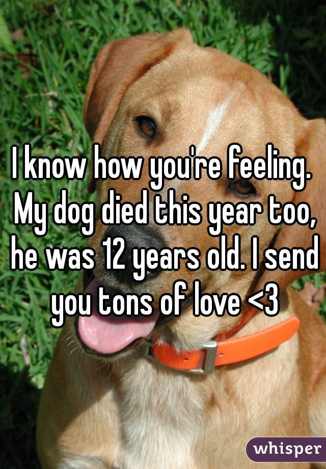 I know how you're feeling. My dog died this year too, he was 12 years old. I send you tons of love <3