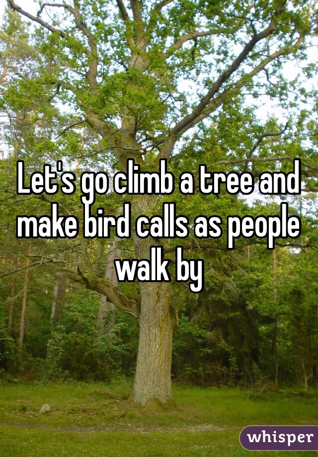 Let's go climb a tree and make bird calls as people walk by