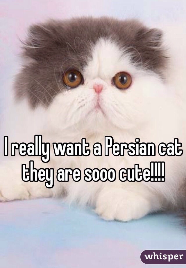 I really want a Persian cat they are sooo cute!!!!
