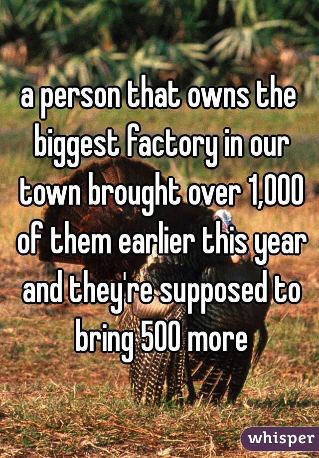 a person that owns the biggest factory in our town brought over 1,000 of them earlier this year and they're supposed to bring 500 more