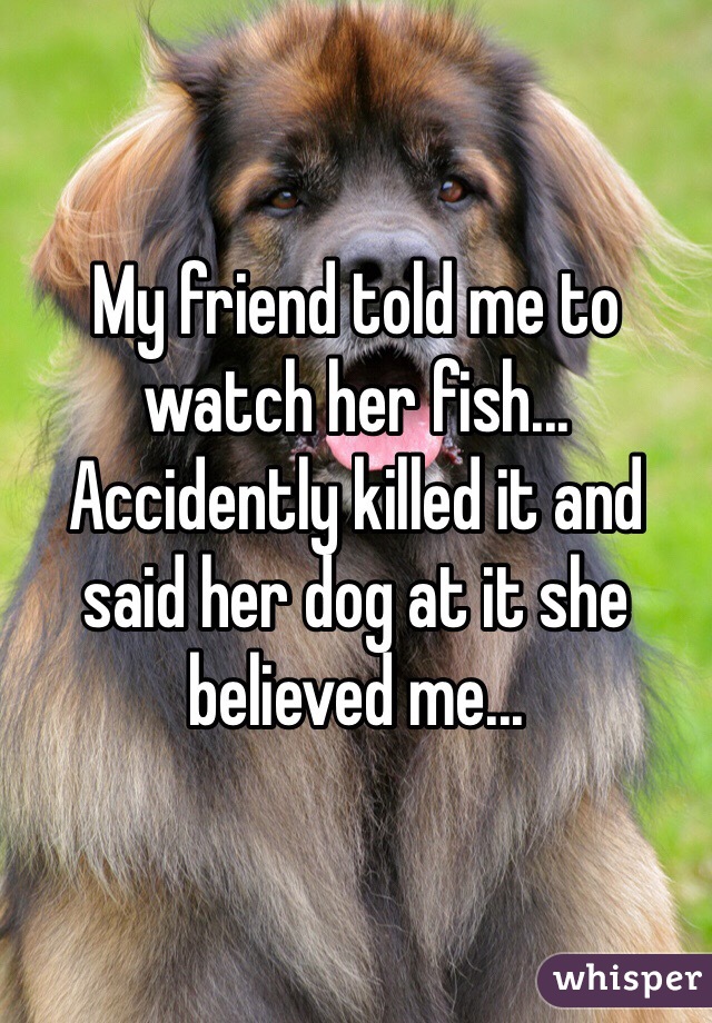 My friend told me to watch her fish... Accidently killed it and said her dog at it she believed me...